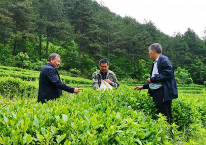 关于岳西县茶业协会会员入会的通知
